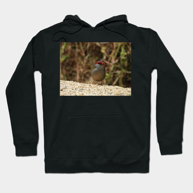 Red-browed Finch at Norton Summit Hoodie by claire-l-page
